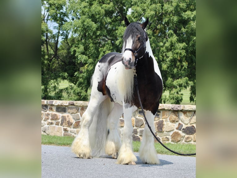 Gypsy Horse Stallion 8 years 15 hh in Millerstown