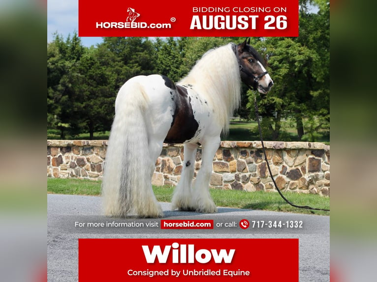 Gypsy Horse Stallion 8 years 15 hh in Millerstown