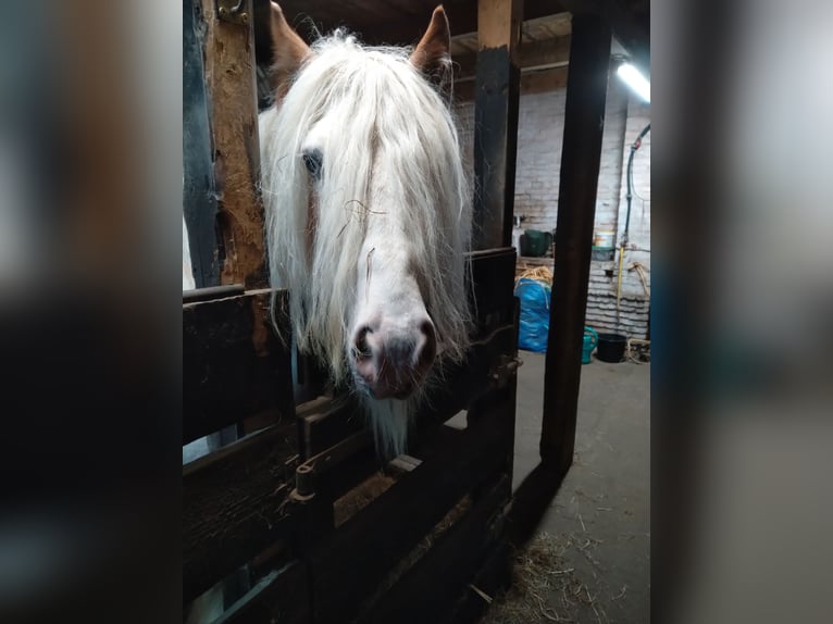 Gypsy Horse Stallion 9 years 13.1 hh Sabino in Oerel