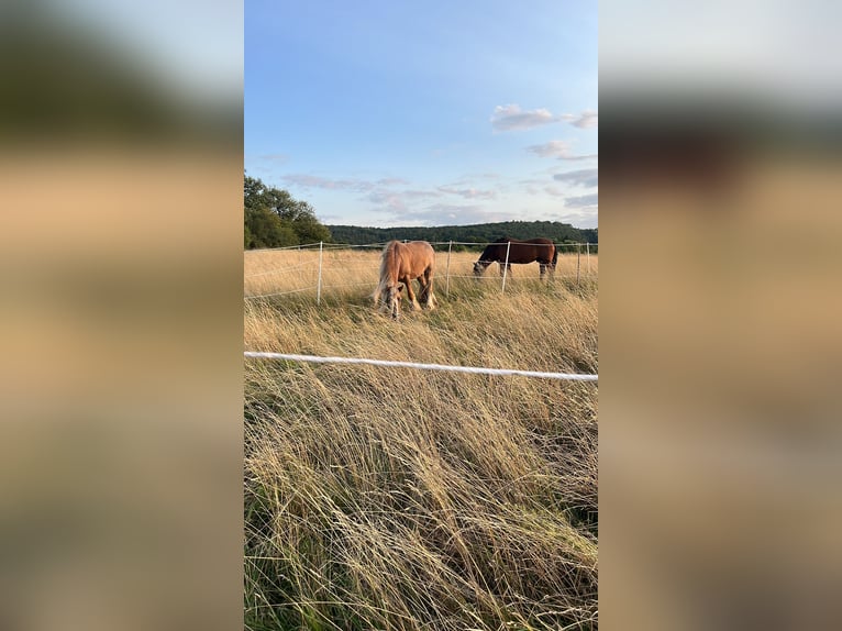 Gypsy Horse Stallion 9 years 13,2 hh  in Wetzlar