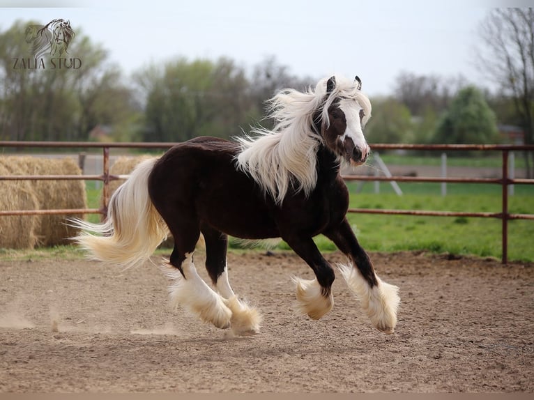 Gypsy Horse Stallion Black in Stryków