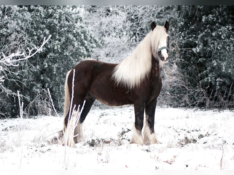 Gypsy Horse Stallion Black in Stryków