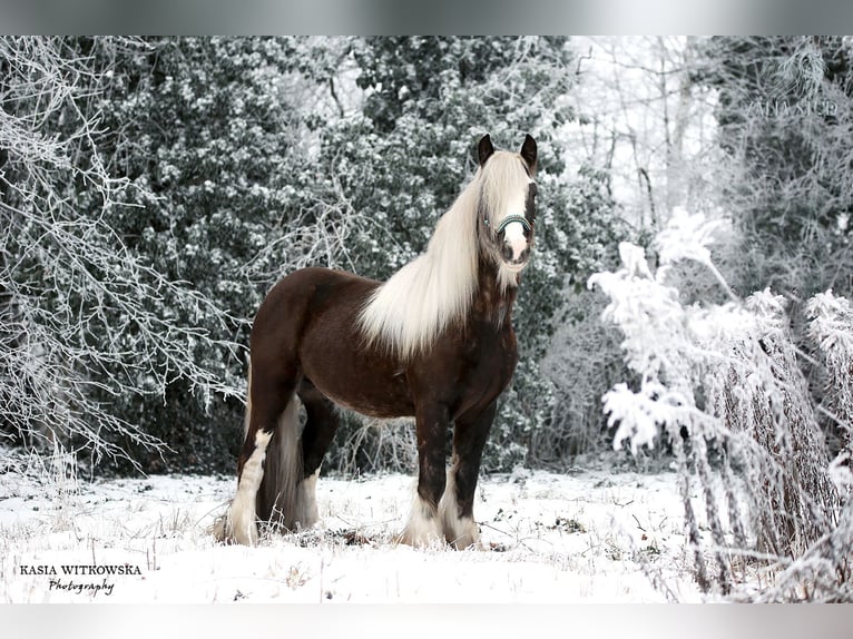 Gypsy Horse Stallion Black in Stryków