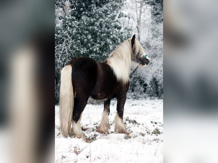 Gypsy Horse Stallion Black in Stryków