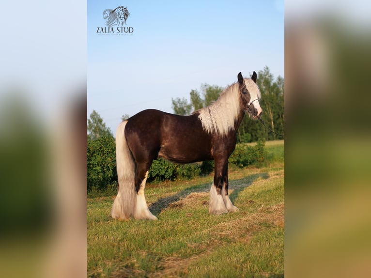 Gypsy Horse Stallion Black in Stryków