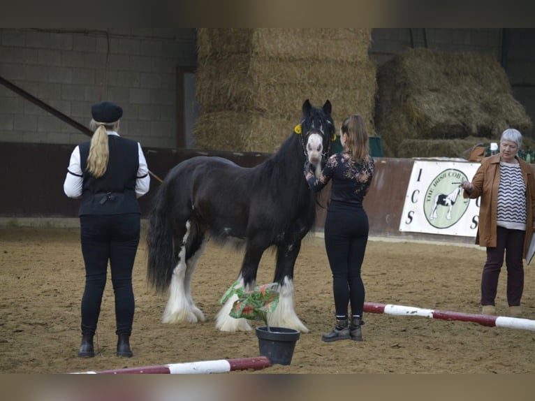 Gypsy Horse Stallion Black in Gribow