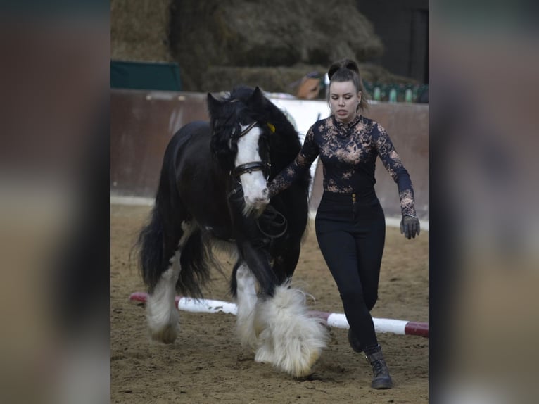 Gypsy Horse Stallion Black in Gribow
