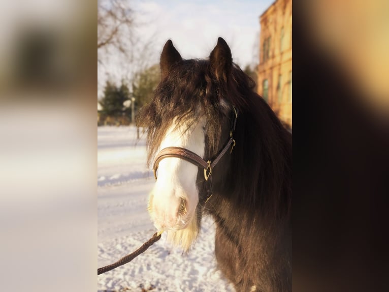 Gypsy Horse Stallion Black in Gribow