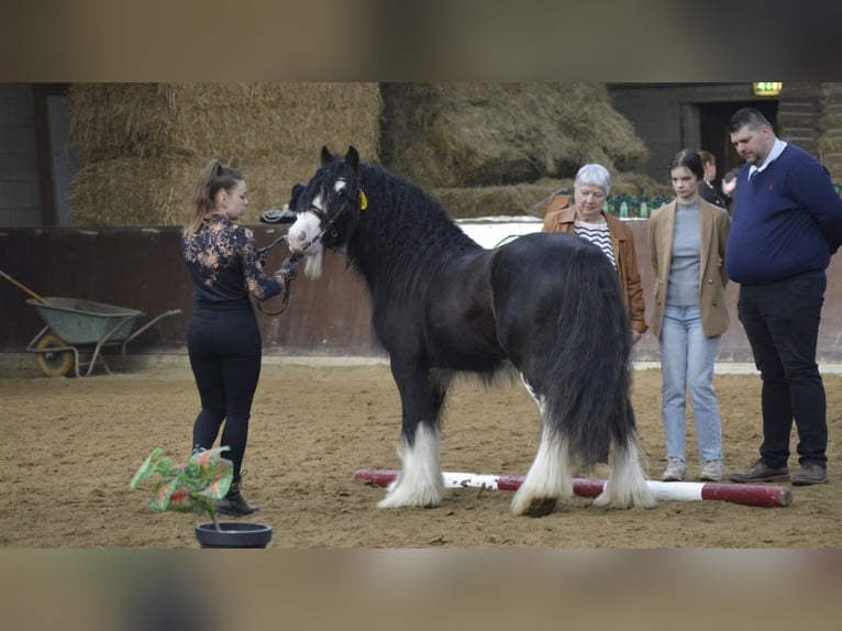 Gypsy Horse Stallion Black in Gribow