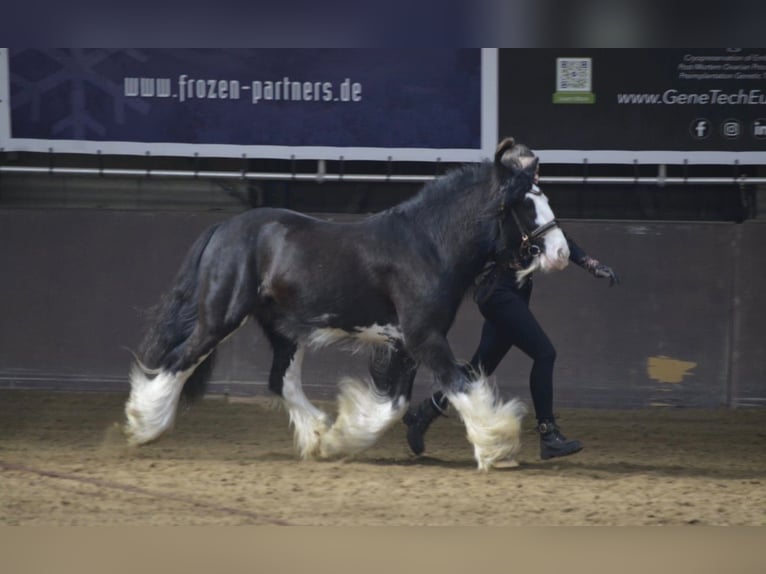 Gypsy Horse Stallion Black in Gribow