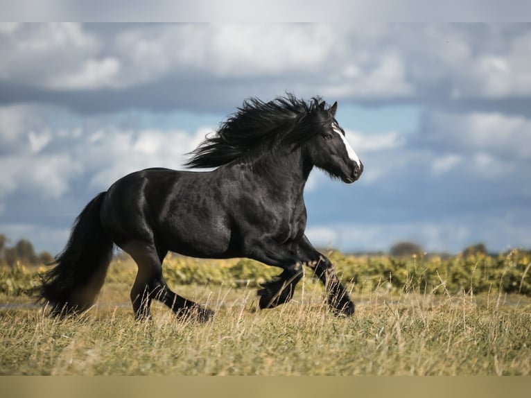 Gypsy Horse Stallion Black in Buk