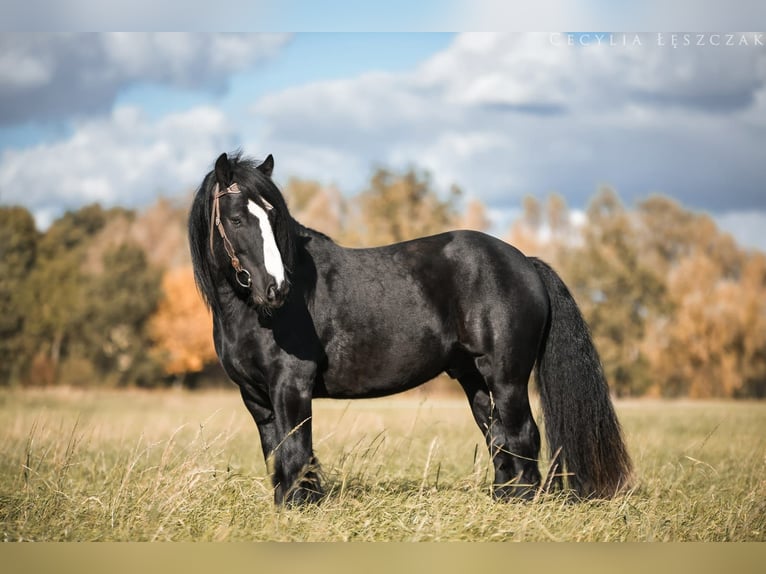 Gypsy Horse Stallion Black in Buk