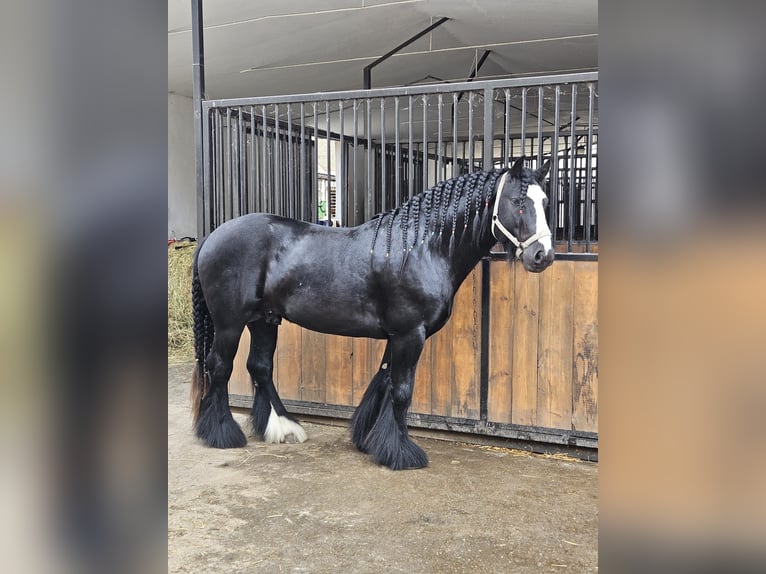 Gypsy Horse Stallion Black in Buk