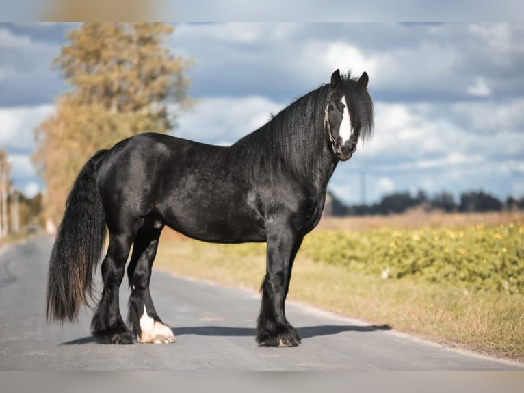 Gypsy Horse Stallion Black in Buk