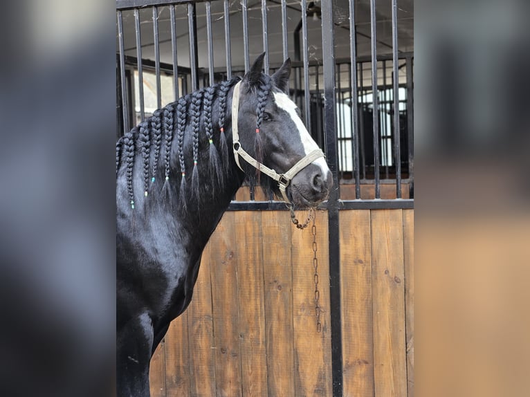 Gypsy Horse Stallion Black in Buk