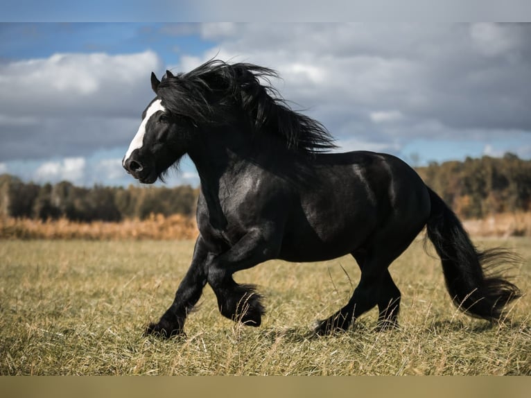 Gypsy Horse Stallion Black in Buk