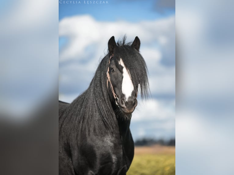 Gypsy Horse Stallion Black in Buk