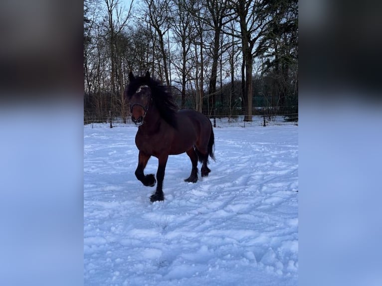 Gypsy Horse Mix Stallion Brown in Schraard