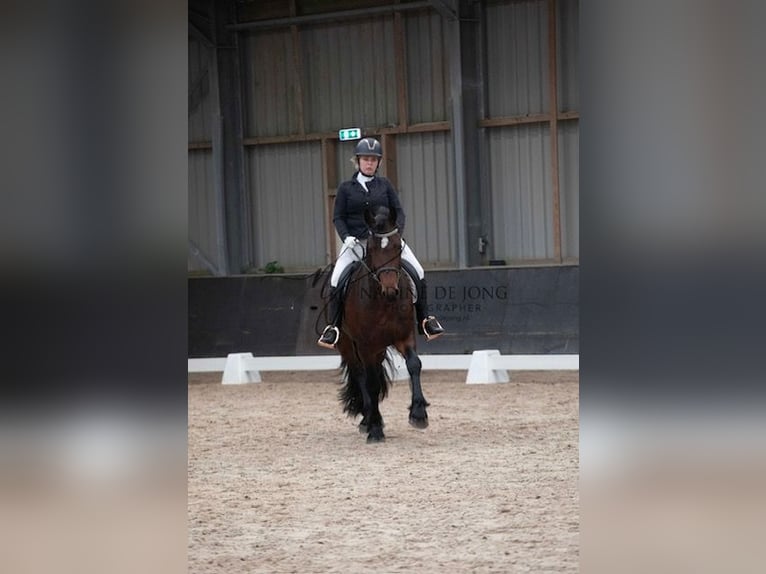 Gypsy Horse Mix Stallion Brown in Schraard