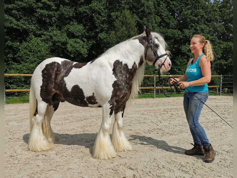 Gypsy Horse Stallion in Biedenkopf