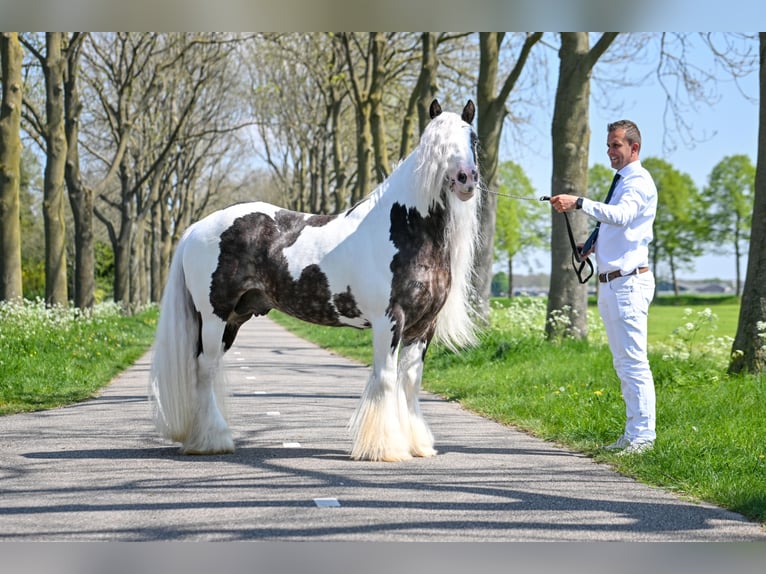 Gypsy Horse Stallion in Biedenkopf