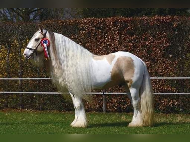 Gypsy Horse Stallion Dun in Ruinen
