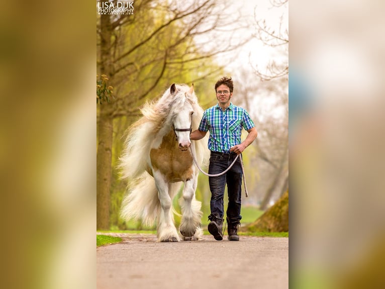 Gypsy Horse Stallion Dun in Ruinen