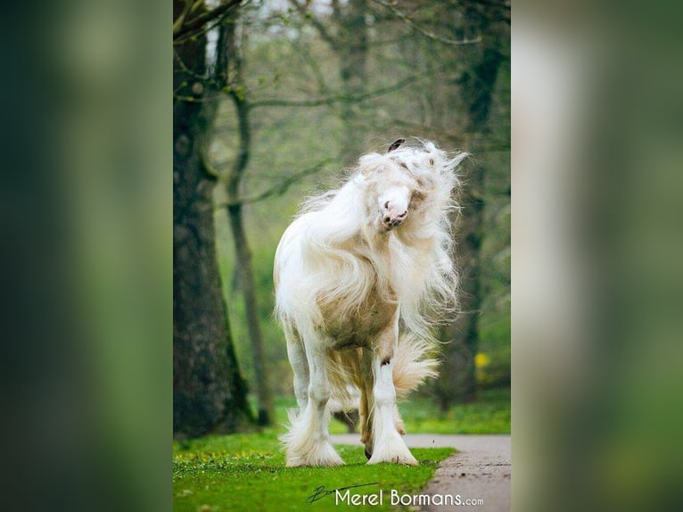 Gypsy Horse Stallion Dun in Ruinen
