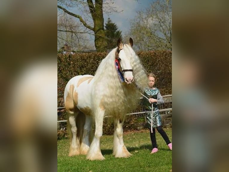 Gypsy Horse Stallion Dun in Ruinen