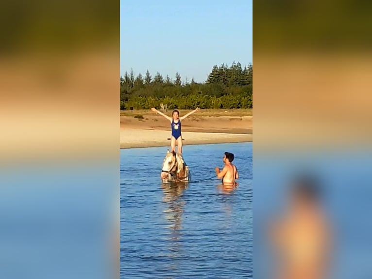 Gypsy Horse Stallion Dun in Ruinen