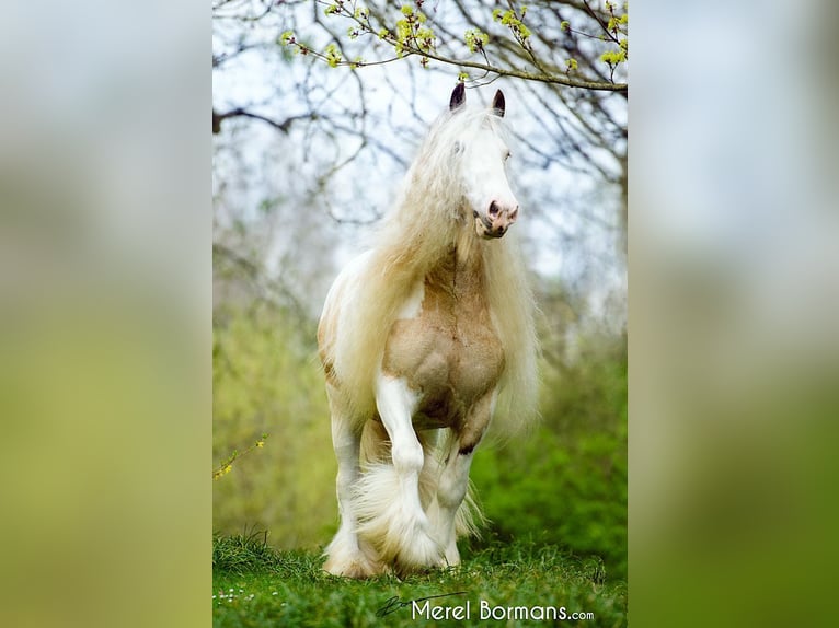 Gypsy Horse Stallion Dun in Ruinen