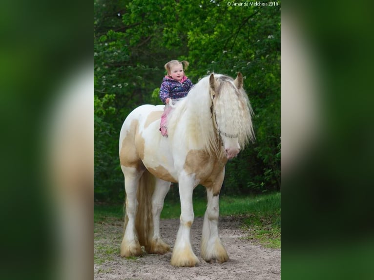Gypsy Horse Stallion Dun in Ruinen