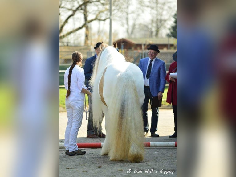 Gypsy Horse Stallion Dun in Ruinen