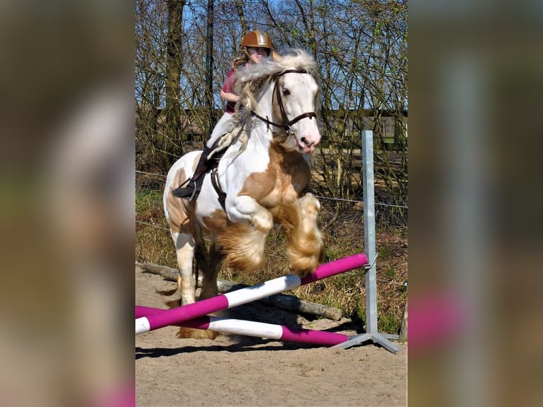 Gypsy Horse Stallion Dun in Ruinen