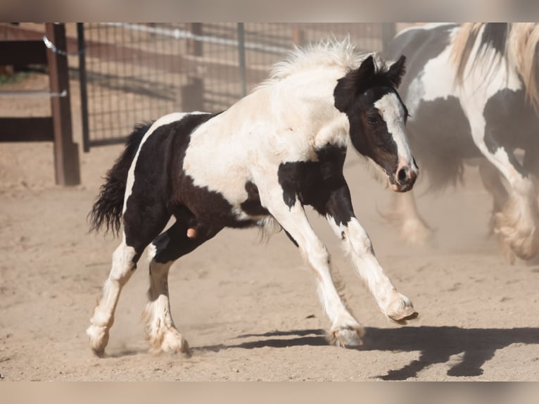 Gypsy Horse Stallion Foal (04/2025) 10 hh Pinto in Grass Valley