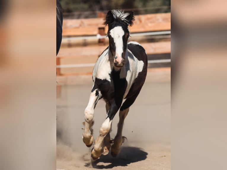 Gypsy Horse Stallion Foal (04/2025) 10 hh Pinto in Grass Valley