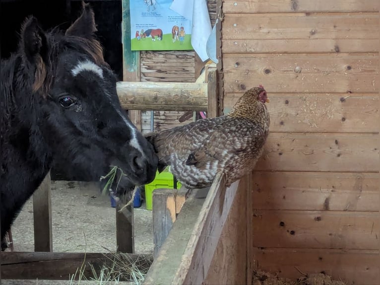 Gypsy Horse Mix Stallion Foal (06/2025) 11,1 hh Pinto in Schw&#xE4;bisch Gm&#xFC;nd