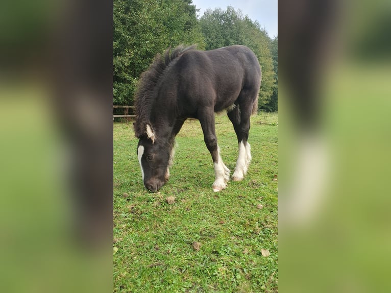 Gypsy Horse Stallion Foal (08/2025) 12,1 hh in Tangeln