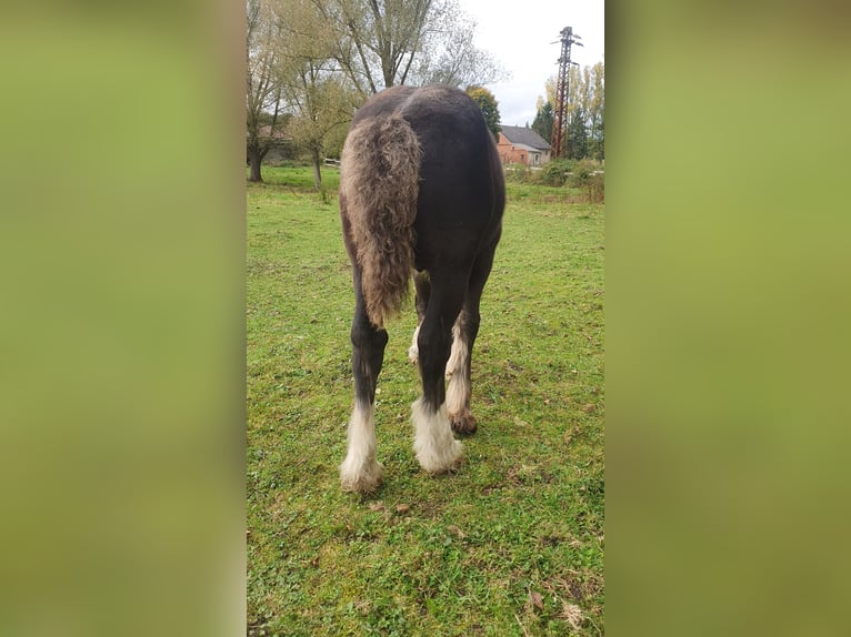 Gypsy Horse Stallion Foal (08/2025) 12,1 hh in Tangeln