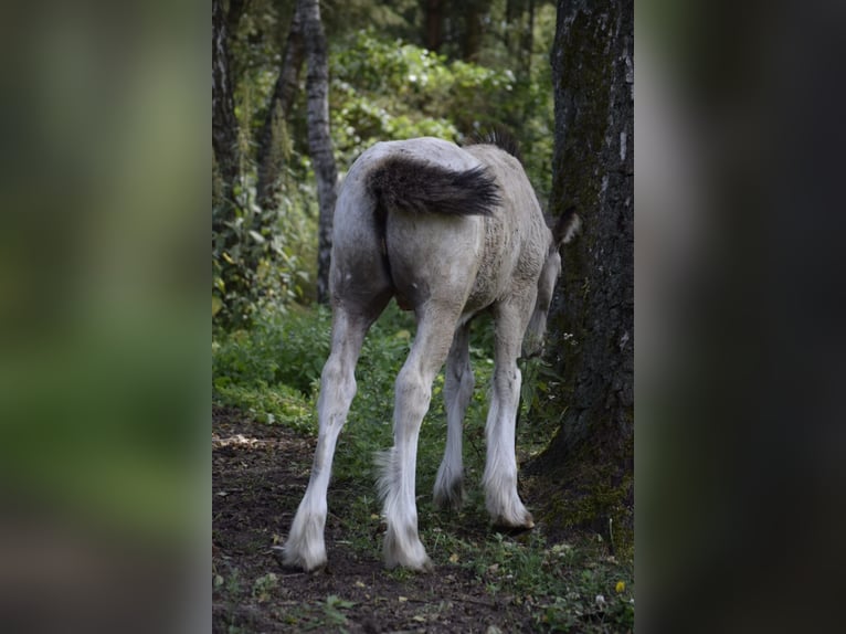 Gypsy Horse Stallion Foal (05/2024) 14,1 hh Leopard-Piebald in Heiligengrabe