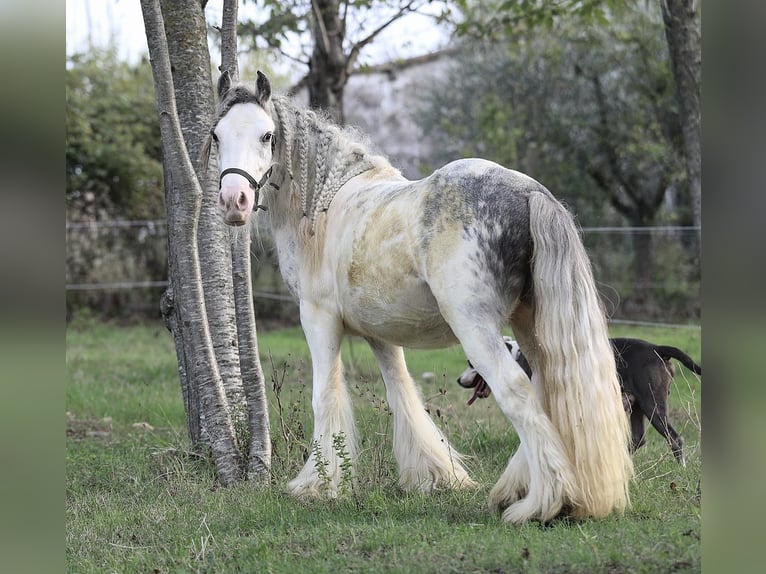 Gypsy Horse Stallion Foal (06/2024) 14,1 hh Pinto in monte san giusto