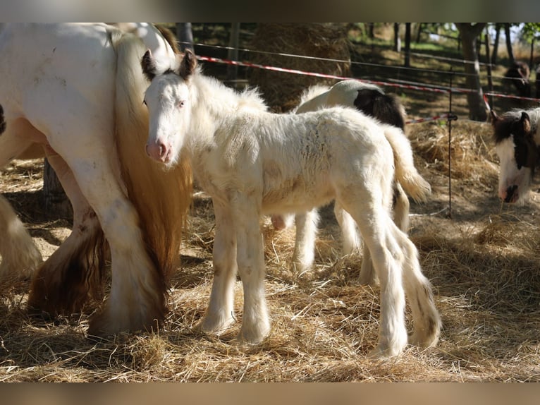 Gypsy Horse Stallion Foal (06/2024) 14,1 hh Pinto in monte san giusto