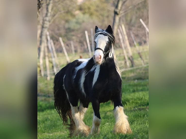 Gypsy Horse Stallion Foal (06/2024) 14,1 hh Pinto in monte san giusto