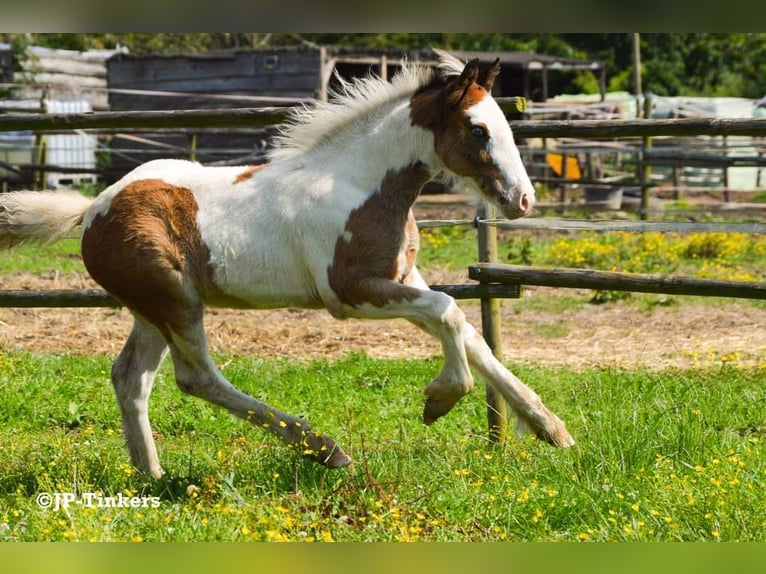 Gypsy Horse Stallion Foal (04/2024) 14,2 hh Tobiano-all-colors in Hulsberg