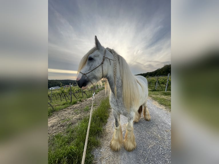 Gypsy Horse Stallion Foal (04/2024) 14,2 hh Tobiano-all-colors in Eisingen