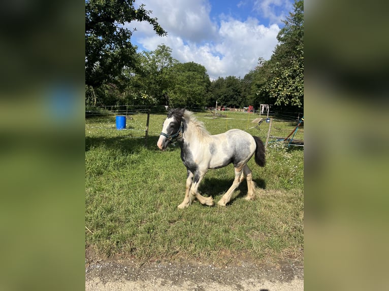 Gypsy Horse Stallion Foal (04/2024) 14,2 hh Tobiano-all-colors in Eisingen