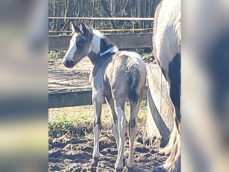 Gypsy Horse Stallion Foal (04/2026) 14.3 hh  in Rathenow