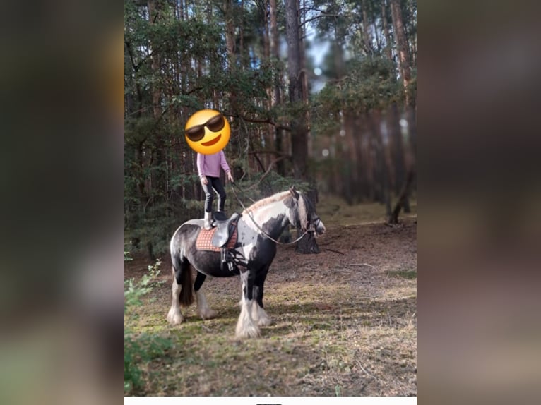 Gypsy Horse Stallion Foal (04/2026) 14.3 hh  in Rathenow