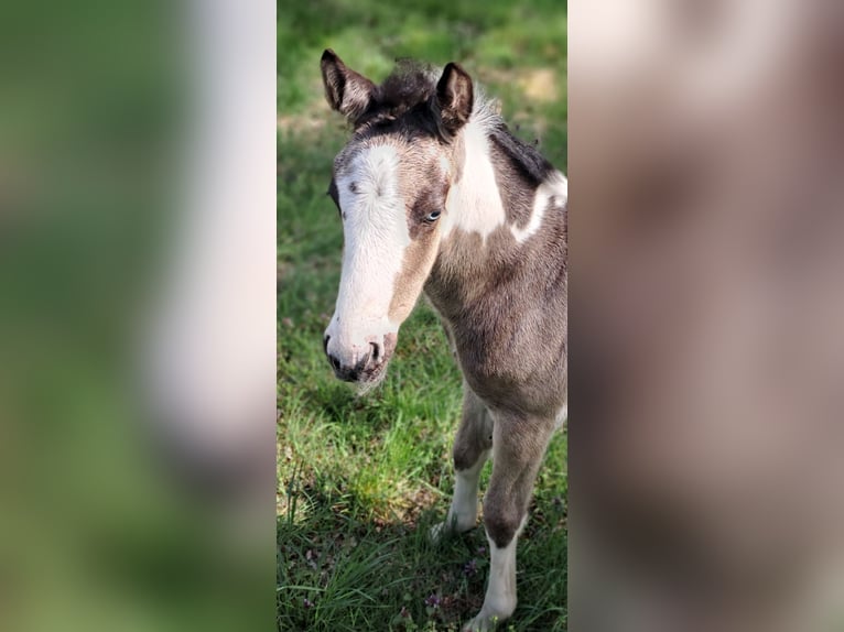 Gypsy Horse Stallion Foal (04/2026) 14.3 hh  in Rathenow