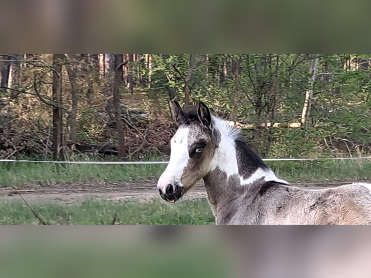 Gypsy Horse Stallion Foal (04/2026) 14.3 hh  in Rathenow